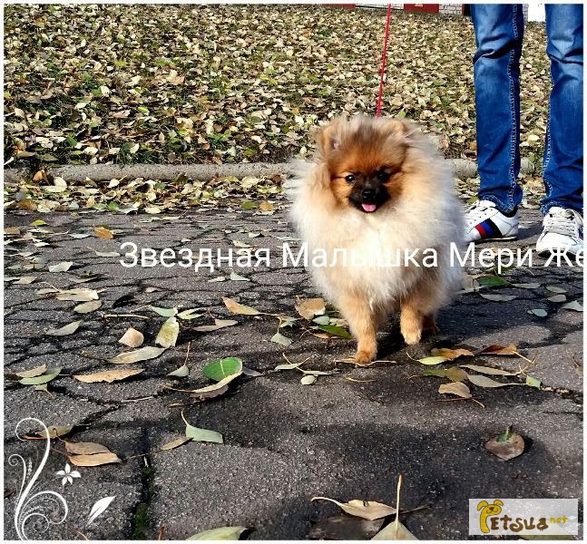 Фото 1/1. Померанский шпиц щенки девченка, померанский шпиц для вязки.Донецк