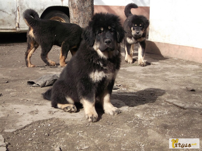 Прекрасные щенки тибетского мастифа