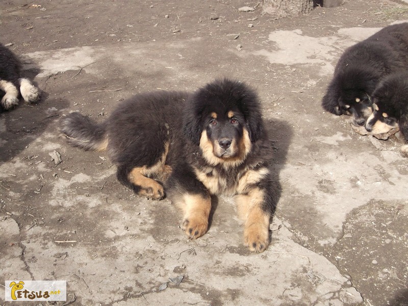 Фото 2. Прекрасные щенки тибетского мастифа