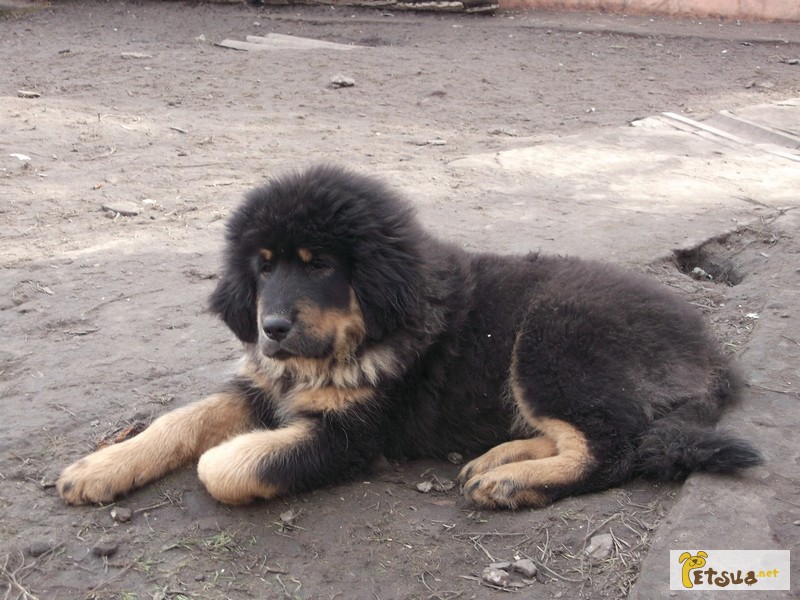 Фото 4. Прекрасные щенки тибетского мастифа
