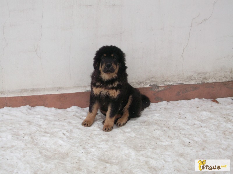 Фото 6. Прекрасные щенки тибетского мастифа