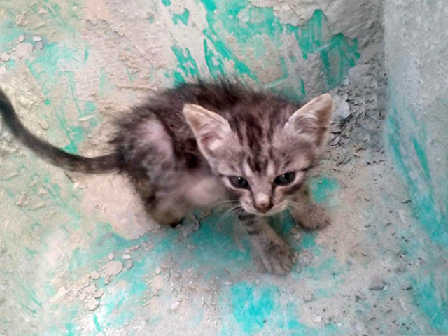 Фото 6. Спасите жизни! Выброшенные котята срочно ищут дом