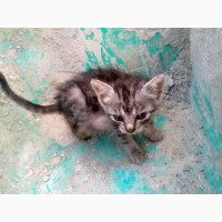 Спасите жизни! Выброшенные котята срочно ищут дом