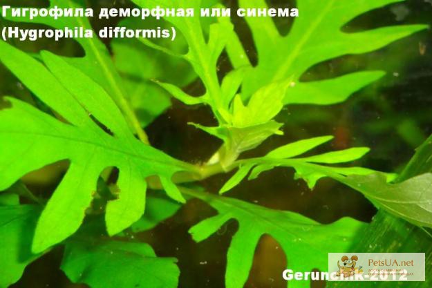 Аквариумное растение - гигрофила