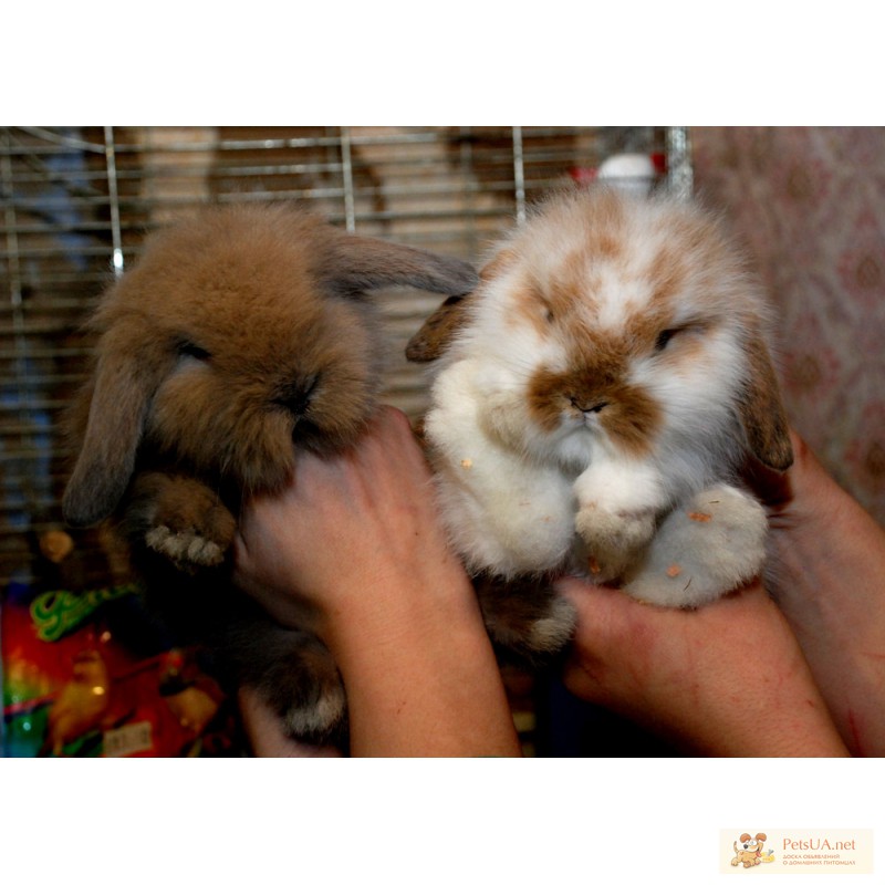 Фото 3. Кролики декоративные (Разные окраски и породы)