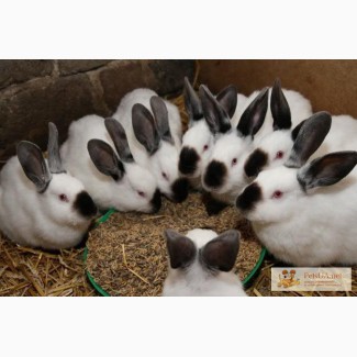 Комбікорм для кролів (молодняк та дорослі) ТМ Щедра нива та ТопКорм