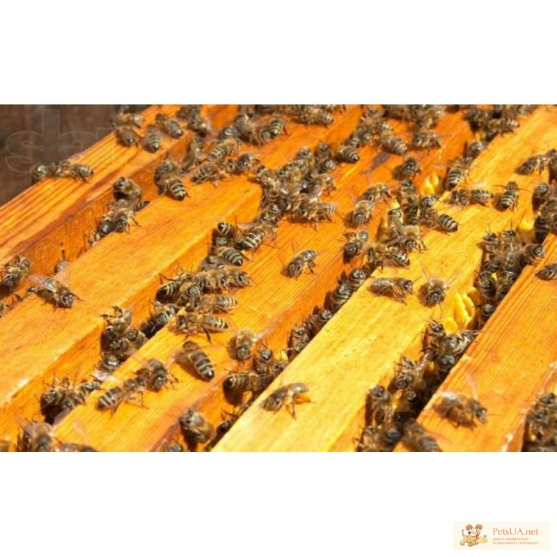 Фото 1/1. Пчелы, пчелопакеты.