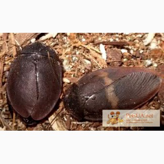 Тараканы-черепашки (Ergaula capucina)