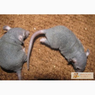 Крысята сфинксы и дамбо