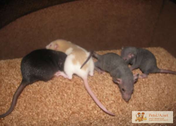 Фото 2/3. Крысята сфинксы и дамбо