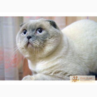 Голубоглазый вислоухий кот для вашей кошечки