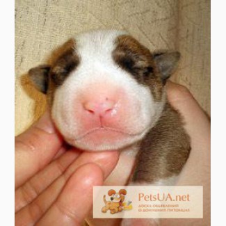 Люди подарите щенка миниатюрного бультерьера до 3 месяцев