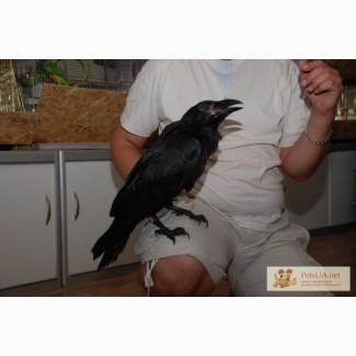 Настоящий большой черный ворон - продам ручных птенцов ворон ворон