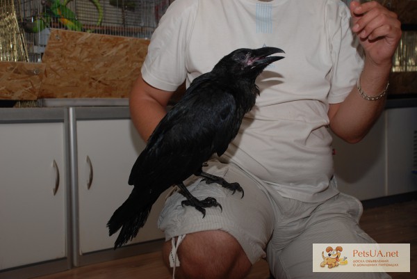 Настоящий большой черный ворон - продам ручных птенцов ворон ворон