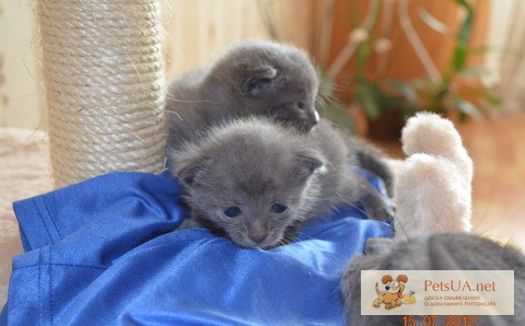 Продам русских голубых котят