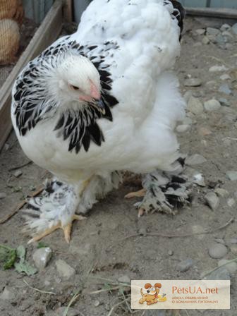 Фото 1/1. Продам молодняк курей породи брама світла