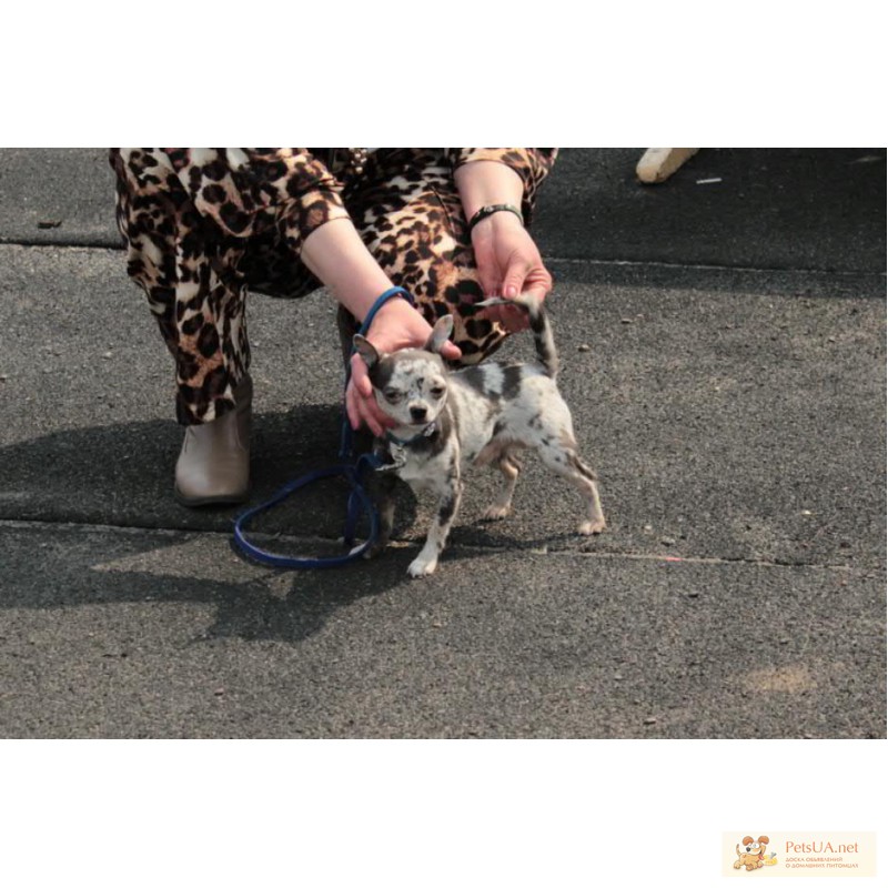 Фото 1/1. Чихуахуа -самая популярная,чиваува- самая маленькая собака в мире