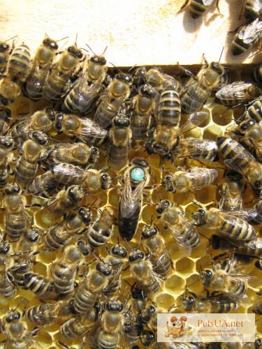 Пчелиные плодные матки (меченые) Карпатка. Вся Украина