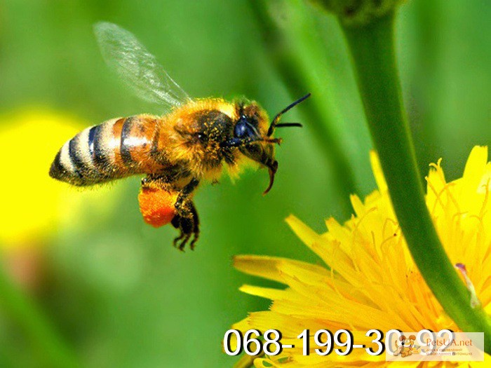 Фото 2. Пчелиные плодные матки (меченые) Карпатка. Вся Украина