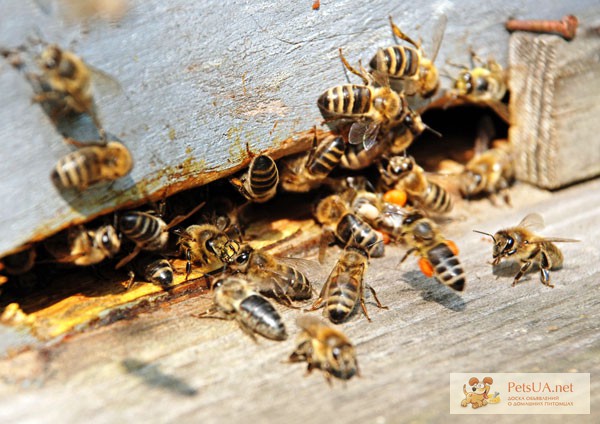 Фото 3. Пчелиные плодные матки (меченые) Карпатка. Вся Украина