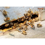 Пчелиные плодные матки (меченые) Карпатка. Вся Украина