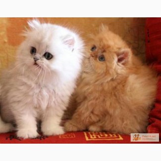 Персидские котята любого окраса