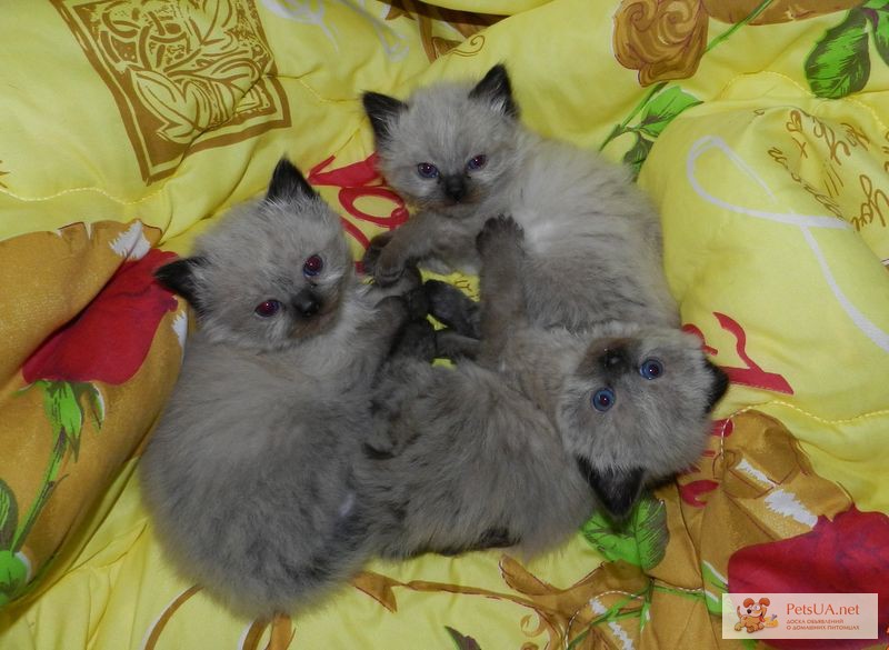 Котята 2 мальчикa и девочка, породы Невская маскарадная