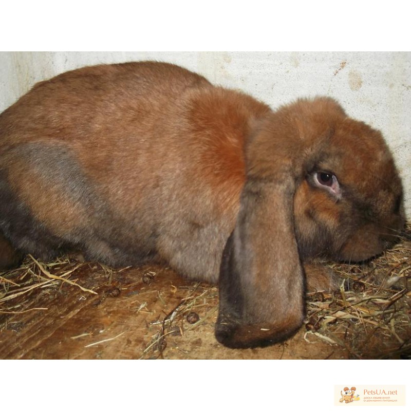 Фото 1/1. Продам елітних кролів породи фр. баран, окрас мадагаскар