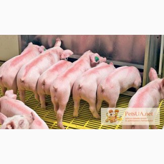 Продаем племенных свинок F1 (двухпородных)для воспроизводства свиней на собственной ферме.