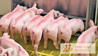 Фото 1/1. Продаем племенных свинок F1 (двухпородных)для воспроизводства свиней на собственной ферме.