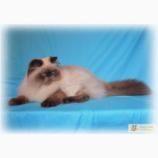 Подрощенный гималайский персидский котик Ковбой