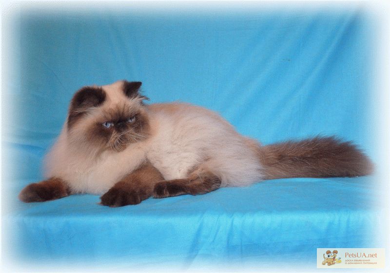 Фото 1/1. Подрощенный гималайский персидский котик Ковбой