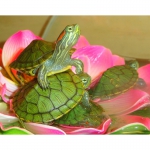 Красноухие черепахи! Доставка в любую точку Киева