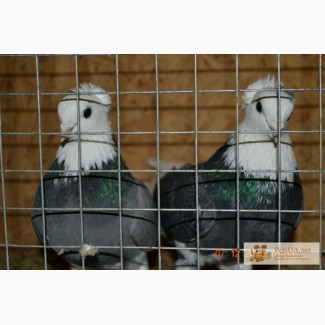 Продам Таджикских голубей породы Худжандские акуши Таджикские голуби