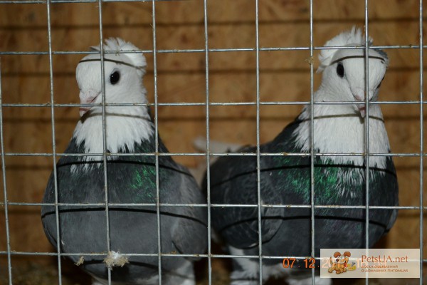 Фото 1/1. Продам Таджикских голубей породы Худжандские акуши Таджикские голуби