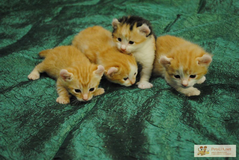 Фото 1/1. Продажа необычных и очень игривых котят породы Американский керл.