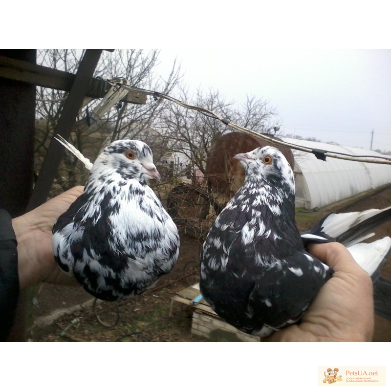Фото 2. Старая херсонская порода голубей (продам)