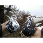 Старая херсонская порода голубей (продам)