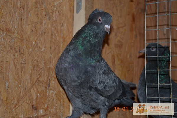 Фото 1/1. Продам бакинских бойных голубей Мраморной масти бакинские бойные голуби