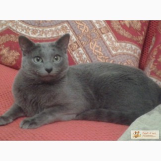 Срочно продаю котят породы русская голубая