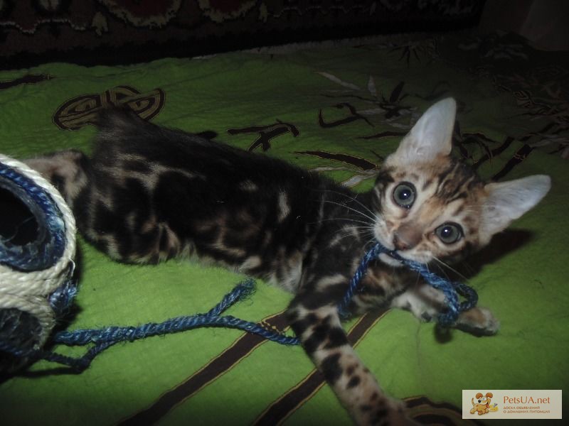 Фото 1/1. Мраморный бенгальский котенок