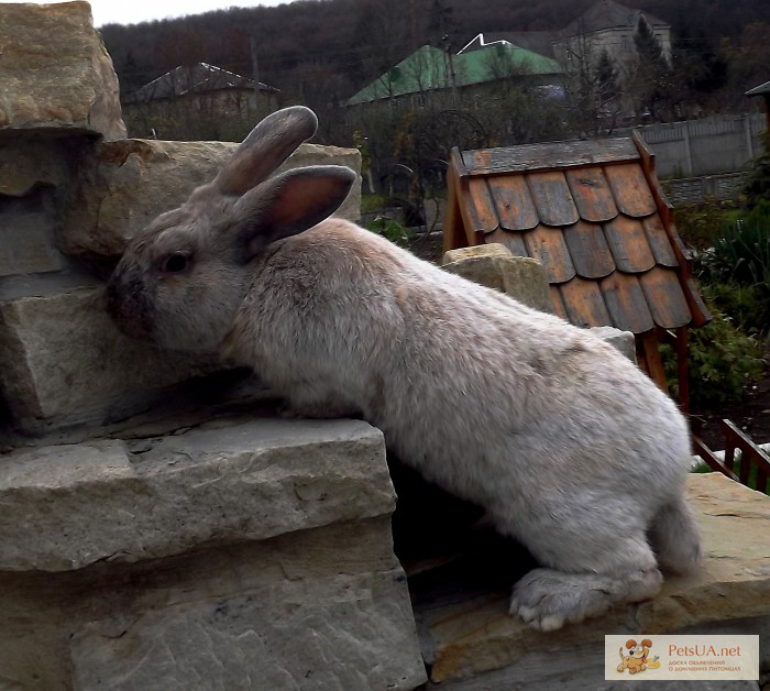 Кролик Польское желтое серебро