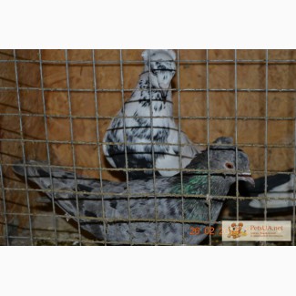 Продам бакинских голубей Бакинские голуби.