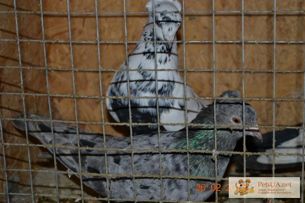 Фото 1/1. Продам бакинских голубей Бакинские голуби.