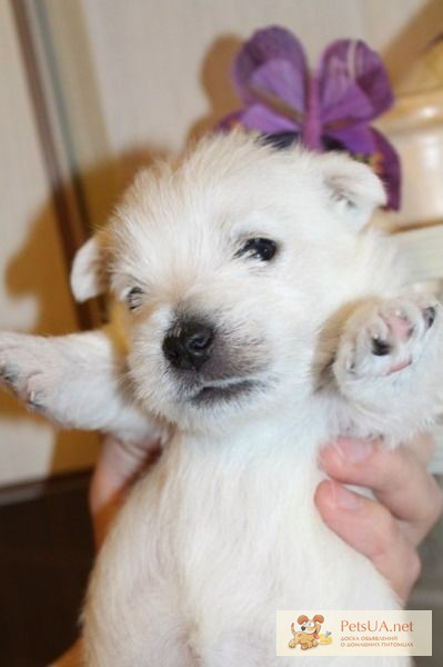 Щенки Вест хайленд уайт терьера / West Highland White Terrier