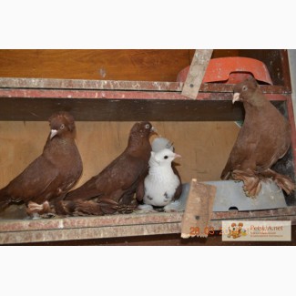 Продам голубей северокавказцев