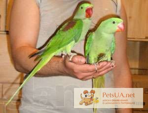 Фото 2/2. Продается Александрийский попугай, ручной птенец.