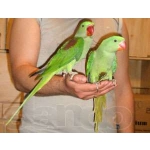 Продается Александрийский попугай, ручной птенец.