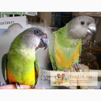 Абсолютно ручные попугаи – птенцы Сенегала и Аратинги. Лучшее предложение месяца