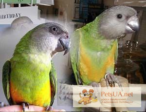 Фото 1/1. Абсолютно ручные попугаи – птенцы Сенегала и Аратинги. Лучшее предложение месяца